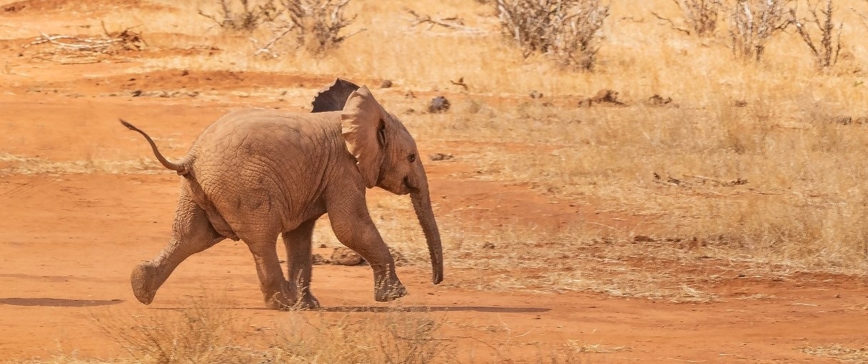 Baby Elephant